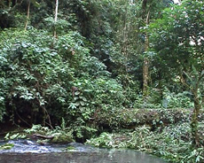 Uploaded Image: apa.jpg