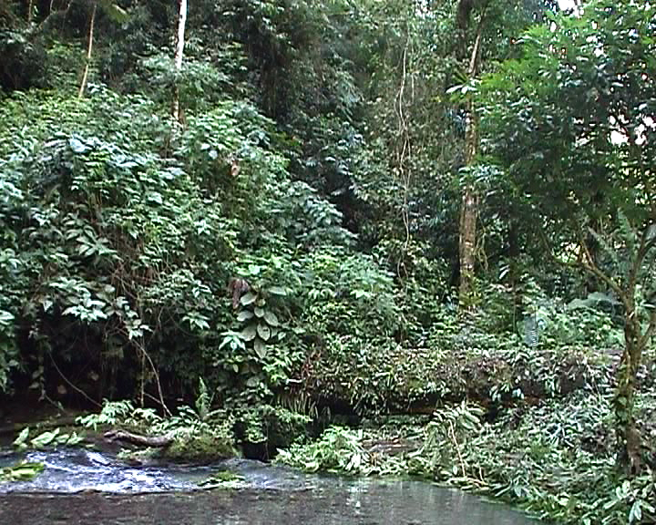 Uploaded Image: urwald.jpg