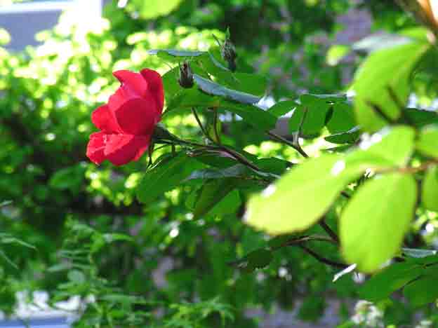 Uploaded Image: rose.jpg