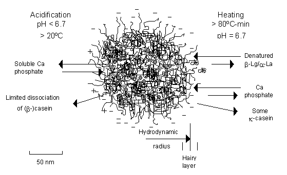 Uploaded Image: network_micelle.gif